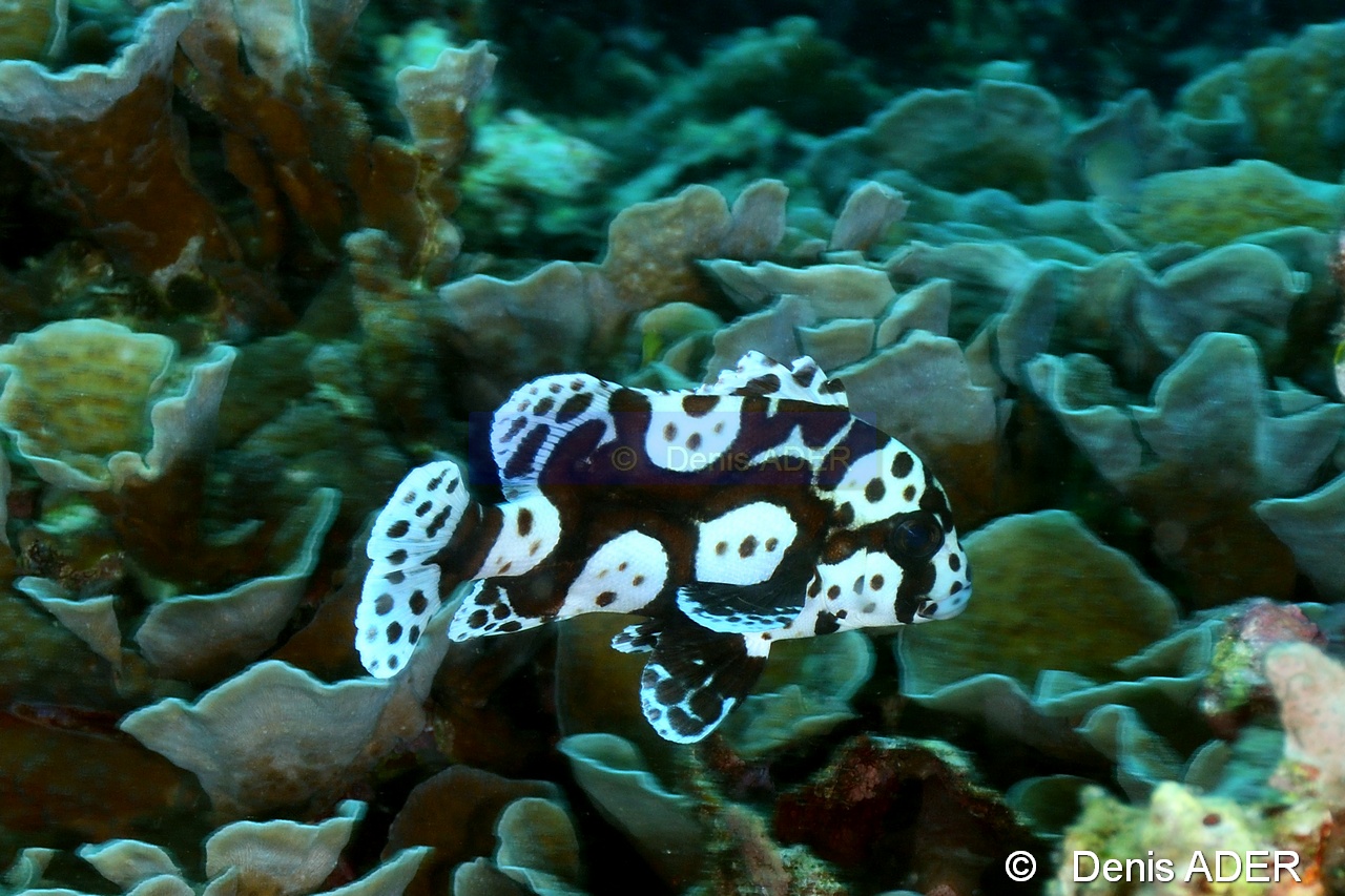 Plectorhinchus chaetodonoides juv-Liwutonkidi Island-7m-20180604-Denis-ADER-DSC_3878_tn.jpg